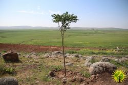 Images from the Make Rojava Green Again Campaign for April 2018
