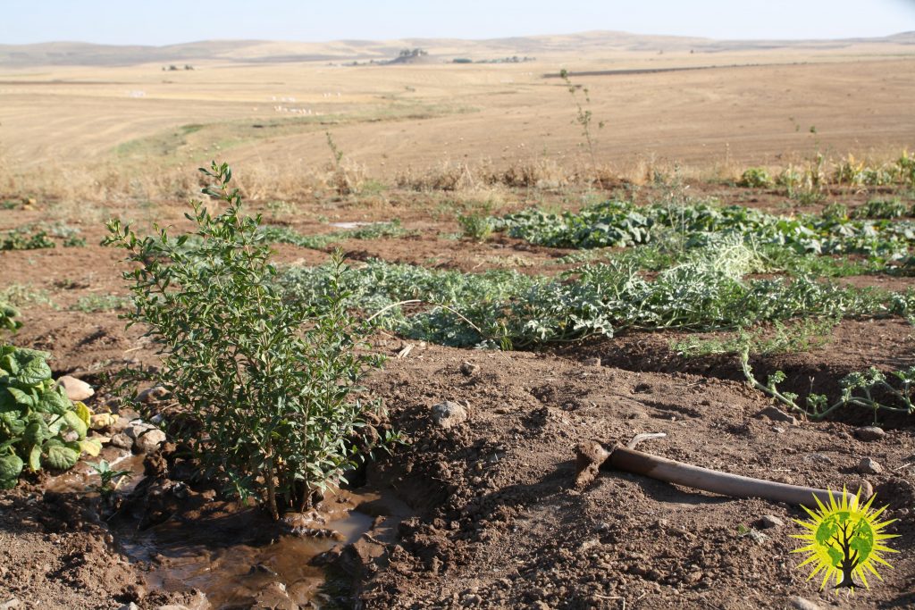 Make Rojava Green Again! Picture Gallery – June 2018 – Internationalist ...